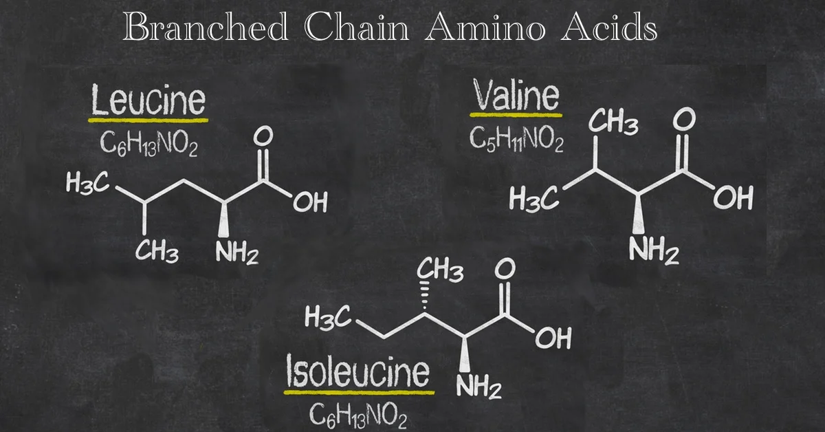 Chalkboard illustration showing the chemical structures of three branched-chain amino acids: Leucine (C6H13NO2), Valine (C5H11NO2), and Isoleucine (C6H13NO2). Each structure has labeled elements and highlighted names. The title reads "Branched Chain Amino Acids.