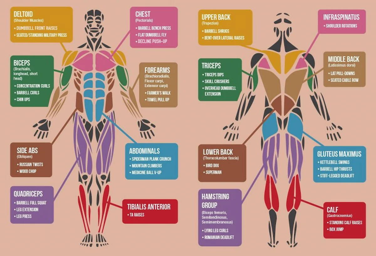 An infographic showcases various muscle groups and corresponding exercises to target them. The diagram highlights the deltoids, biceps, quadriceps, chest, forearms, abs, upper back, triceps, lower back, hamstrings, infraspinatus, middle back, glutes, and calves.