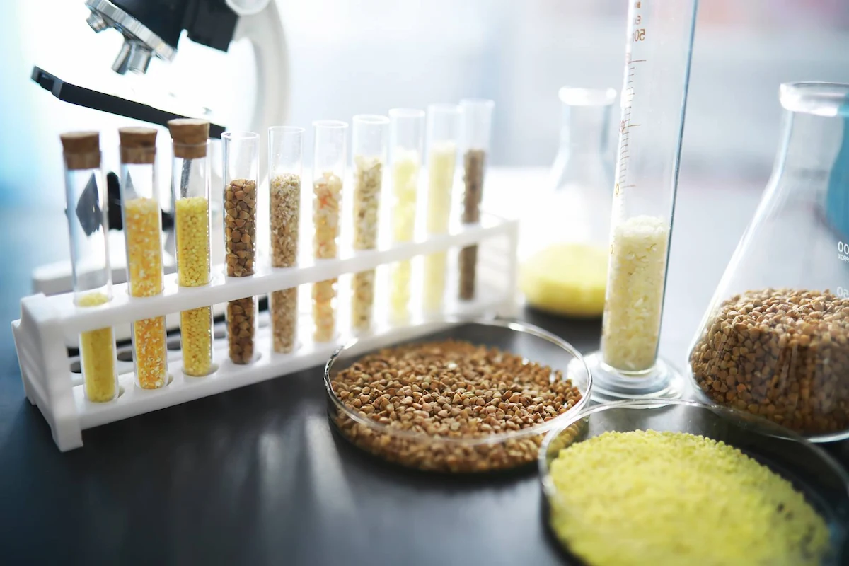 A laboratory table with various grains in petri dishes, test tubes, and beakers. A microscope is visible in the background. The grains appear to be of different types and colors, indicating a focus on agricultural or food science research.